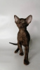 Photo №4. I will sell oriental shorthair in the city of St. Petersburg. from nursery - price - 40000$
