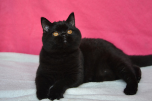 Photo №4. I will sell british shorthair in the city of Odessa. from nursery - price - 327$