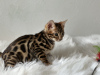 Additional photos: Gorgeous Bengal boy for breeding