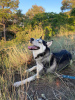 Photo №1. siberian husky - for sale in the city of Tbilisi | Is free | Announcement № 24922