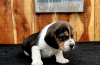 Photo №1. beagle - for sale in the city of Веймар | 423$ | Announcement № 97187