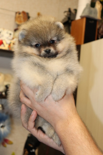 Additional photos: Miniature Spitz puppies.
