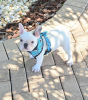 Additional photos: french bulldog