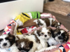 Photo №1. shih tzu - for sale in the city of Zombodze | negotiated | Announcement № 31809