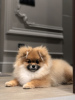 Photo №1. pomeranian - for sale in the city of Rostov-on-Don | negotiated | Announcement № 16885