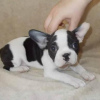 Photo №2 to announcement № 127354 for the sale of french bulldog - buy in Germany private announcement