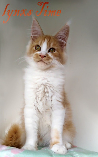 Photo №3. A handsome boy, a large boy, on high legs and a long body and tail.. Russian Federation