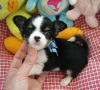 Photo №1. chihuahua - for sale in the city of Zürich | 370$ | Announcement № 90059
