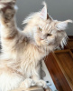 Photo №2 to announcement № 102665 for the sale of maine coon - buy in Germany breeder