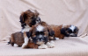 Photo №3. Havanese Bichon puppies. Russian Federation