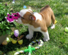 Photo №1. english bulldog - for sale in the city of Дублин | 423$ | Announcement № 58344