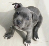 Photo №1. american pit bull terrier - for sale in the city of Prague | negotiated | Announcement № 117484