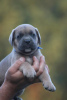 Photo №3. Cane Corso. Serbia