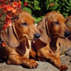 Photo №1. dachshund - for sale in the city of Hartford | 600$ | Announcement № 109911