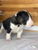 Additional photos: Lauras Dream FCI miniature bull terrier