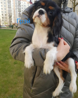 Photo №2 to announcement № 6450 for the sale of cavalier king charles spaniel - buy in Belarus breeder