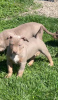 Additional photos: American bully puppies