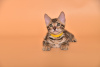 Photo №2 to announcement № 24382 for the sale of bengal cat - buy in Russian Federation breeder