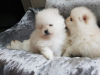 Photo №2 to announcement № 95006 for the sale of pomeranian - buy in Netherlands private announcement