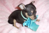 Photo №3. Adorable Chihuahua Puppies for free adoption. Germany