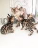 Photo №2 to announcement № 107954 for the sale of bengal cat - buy in Germany private announcement, breeder