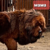 Photo №2 to announcement № 35880 for the sale of tibetan mastiff - buy in Russian Federation private announcement, breeder