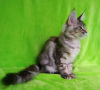 Photo №1. maine coon - for sale in the city of Barnaul | negotiated | Announcement № 43592