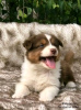 Photo №2 to announcement № 123105 for the sale of australian shepherd - buy in Australia breeder