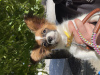 Additional photos: Papillon. Puppy. Female. FCI