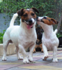 Photo №2 to announcement № 8900 for the sale of jack russell terrier - buy in Russian Federation private announcement