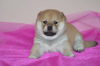 Photo №2 to announcement № 86728 for the sale of shiba inu - buy in Russian Federation private announcement, from nursery, breeder