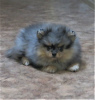 Photo №1. german spitz - for sale in the city of Дзержинск | negotiated | Announcement № 8818