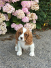 Photo №4. I will sell non-pedigree dogs in the city of Bamberg. private announcement - price - Is free