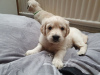 Additional photos: Vaccinated Golden Retriever Puppies available now for sale