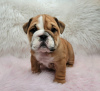 Photo №1. english bulldog - for sale in the city of Freiburg im Breisgau | Is free | Announcement № 105439