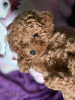 Photo №1. poodle (toy) - for sale in the city of Ниш | negotiated | Announcement № 76623
