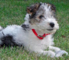 Photo №1. fox terrier - for sale in the city of Affinghausen | 412$ | Announcement № 119036