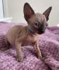 Photo №1. sphynx cat - for sale in the city of Zwickau | 1057$ | Announcement № 88674