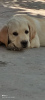 Additional photos: Labrador retriever puppies