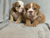 Photo №1. english bulldog - for sale in the city of Pamplona | 449$ | Announcement № 118677