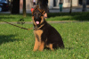Photo №1. german shepherd - for sale in the city of Kharkov | negotiated | Announcement № 9671