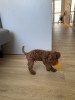 Photo №4. I will sell poodle (toy) in the city of Sion. private announcement - price - 2600$