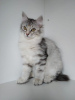 Photo №1. siberian cat - for sale in the city of Munich | 591$ | Announcement № 12019