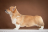Photo №2 to announcement № 36386 for the sale of welsh corgi - buy in Ukraine from nursery