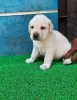 Photo №2 to announcement № 72015 for the sale of labrador retriever - buy in Finland private announcement, breeder