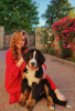 Photo №4. I will sell bernese mountain dog in the city of Budapest. breeder - price - 1352$