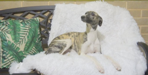 Photo №4. I will sell whippet in the city of Kaliningrad. from nursery - price - 566$