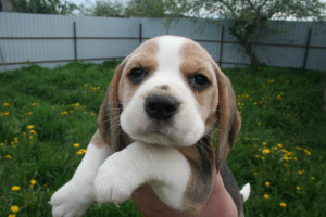 Additional photos: Beagle puppies from the champion, installments, delivery, kennel "Dogstyle