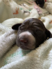 Photo №2 to announcement № 52180 for the sale of german shorthaired pointer - buy in Poland breeder