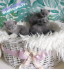 Photo №2 to announcement № 11769 for the sale of british shorthair - buy in Poland breeder